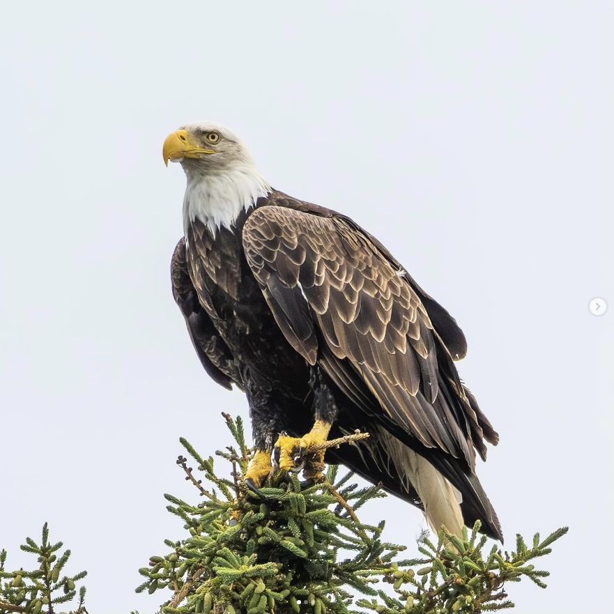 Bald Eagle