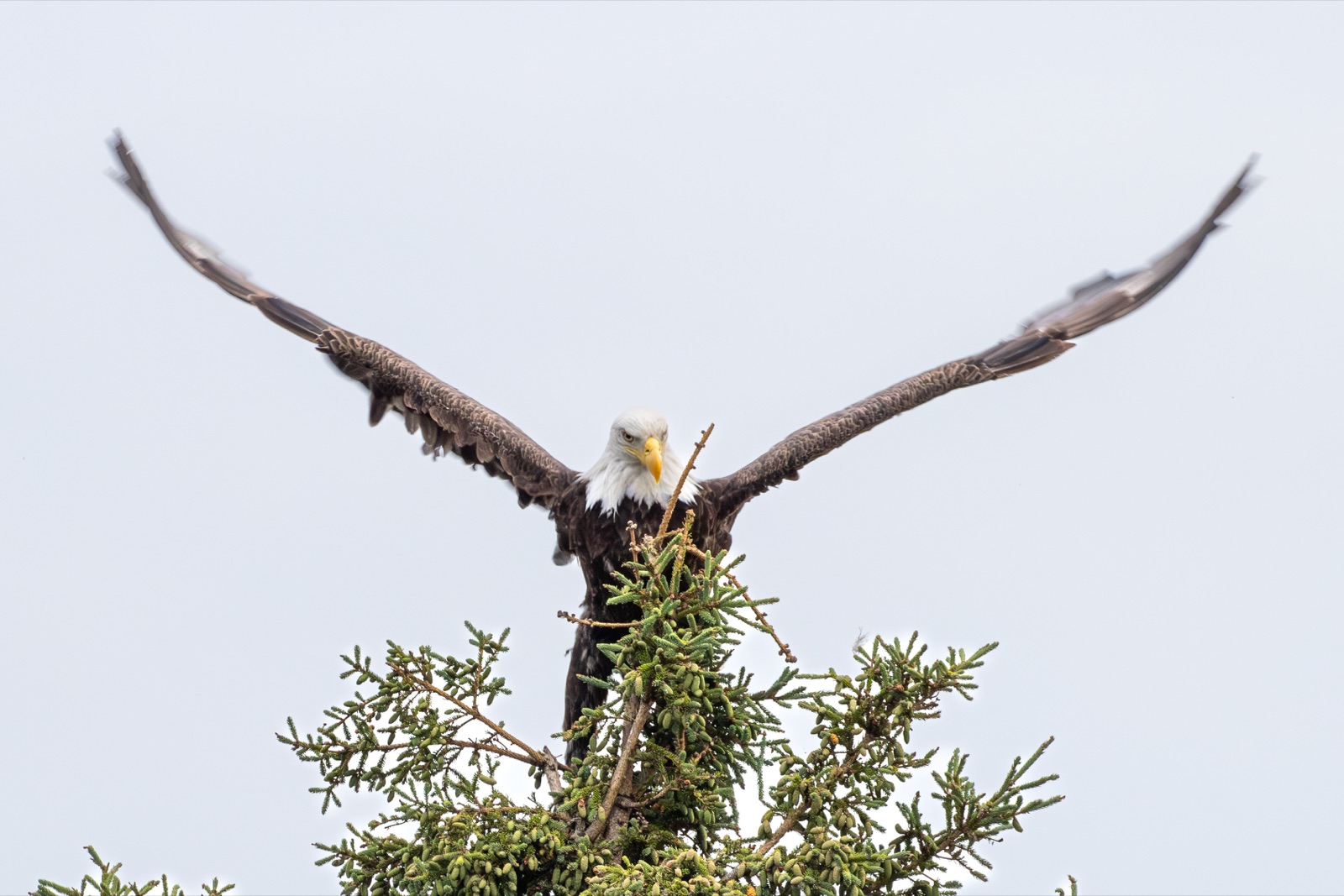 A bald eagle lifting off from the top of a spruce, photographed by Forbes Robertson in Michigan's Upper Peninsula.