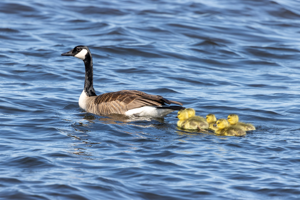A Canada Goose swimming with four yellow goslings on open blue water, photographed by Forbes Robertson in Michigan's Upper Peninsula.