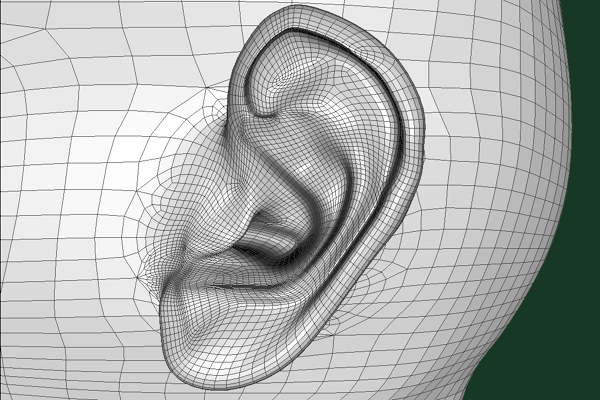 Human Ear