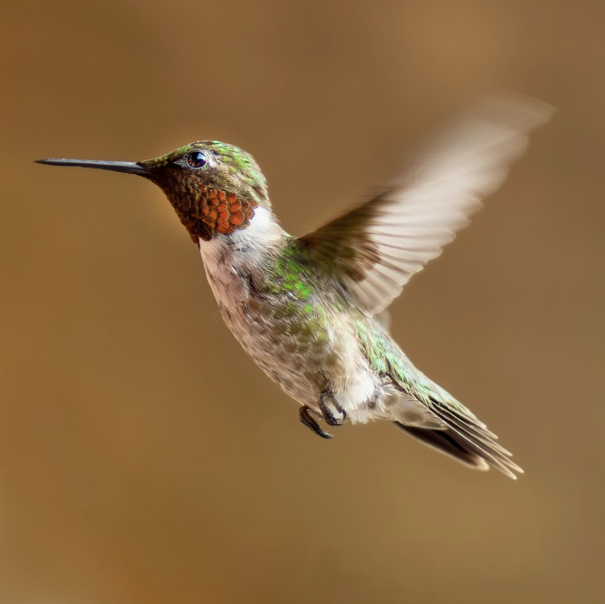 Ruby-Throated Hummingbird