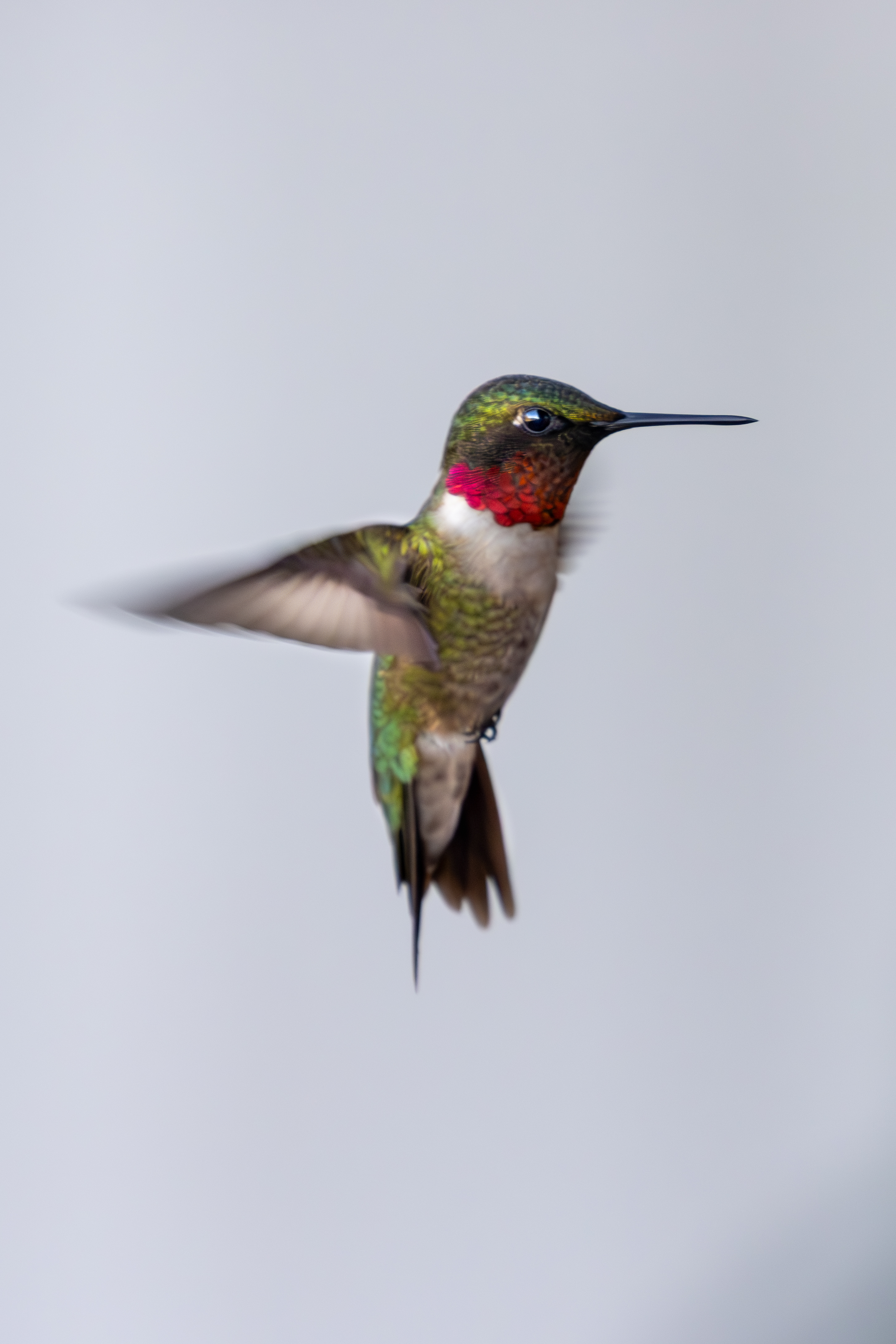 A male Ruby-Throated Hummingbird hovering in flight with wings blurred in motion, its iridescent red throat catching the light, photographed by Forbes Robertson in Michigan's Upper Peninsula.