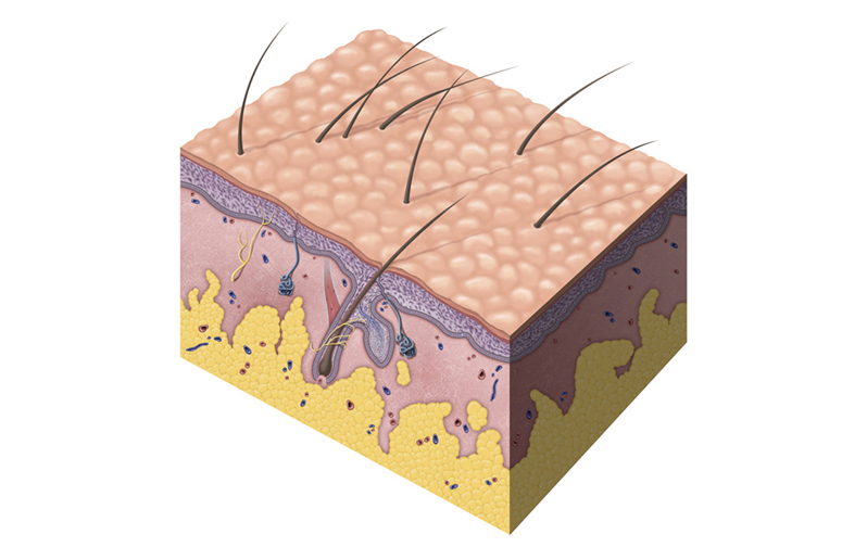 Skin Cross-section